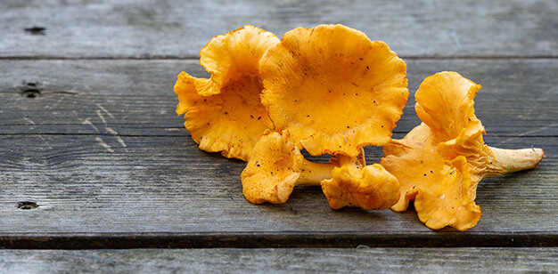chanterelles