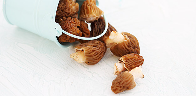 morels mushrooms spugnole