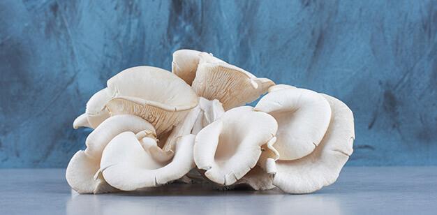 oyster fungus