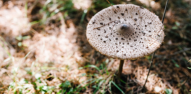 parasol mushroom