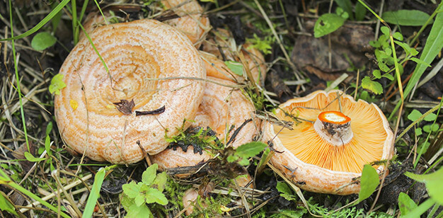 saffron milk cap sangunelli