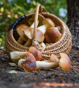 Non solo porcini: i funghi nella cucina italiana
