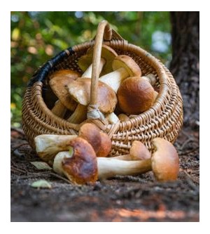 Non solo porcini: i funghi nella cucina italiana